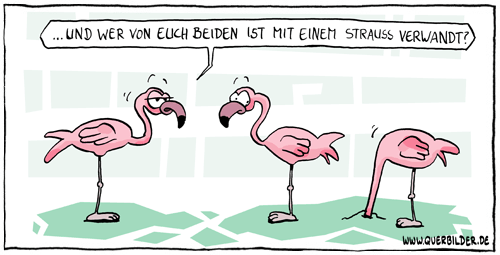 289_flamingo_vogel_strauss